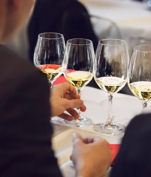 Vinos del Mundo: Descubre las Regiones Vitivinícolas Más Fascinantes